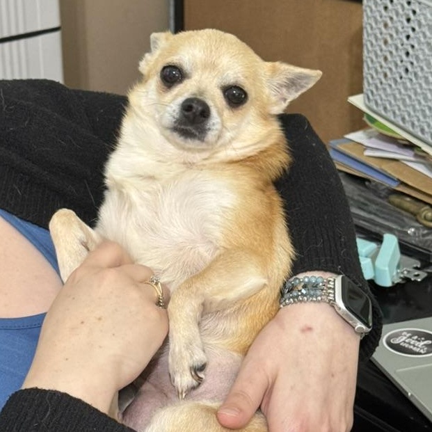 Enlarge Chacha, an adopted Chihuahua in Fulton, NY image 3/6