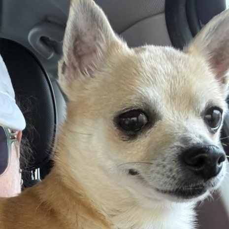Enlarge Chacha, an adopted Chihuahua in Fulton, NY image 4/6