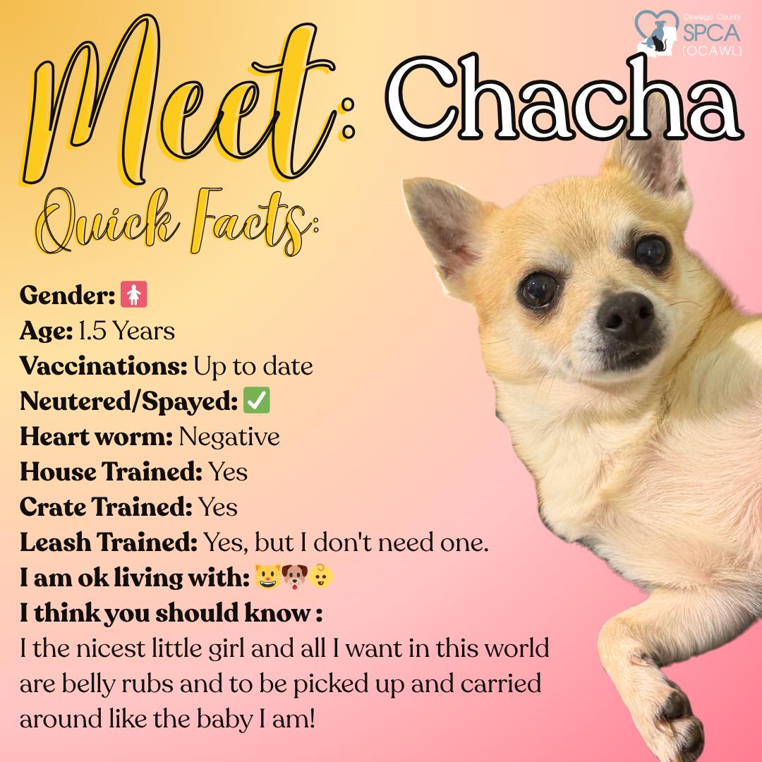 Enlarge Chacha, an adopted Chihuahua in Fulton, NY image 1/6