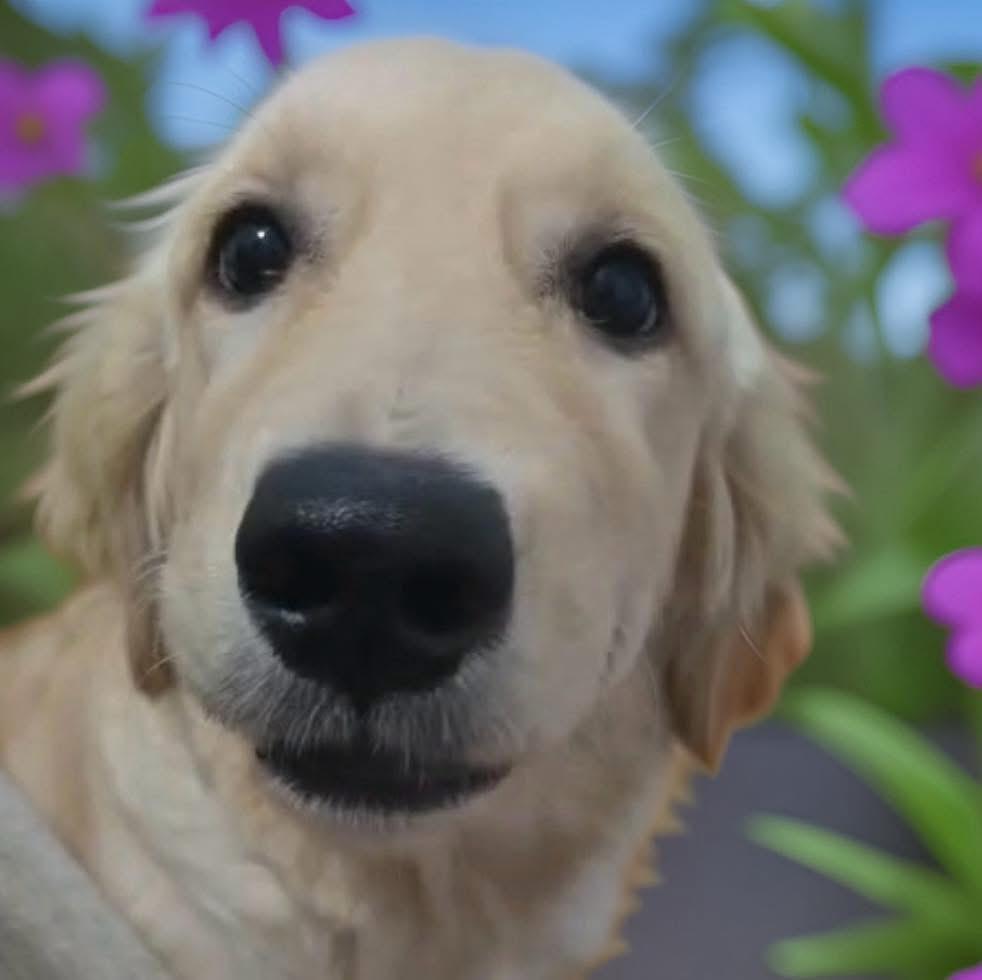 Alaska, adopted, Puppy Female Golden Retriever.