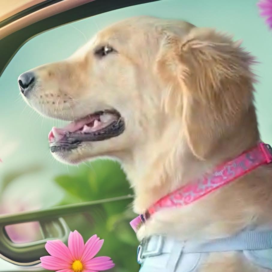 Enlarge Alaska, an adopted Golden Retriever in Yorktown heights, NY image 2/4