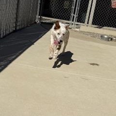 Enlarge Freckles, an adopted mixed breed in Columbus, MS image 1/2