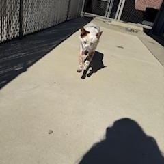 Enlarge Freckles, an adopted mixed breed in Columbus, MS image 2/2