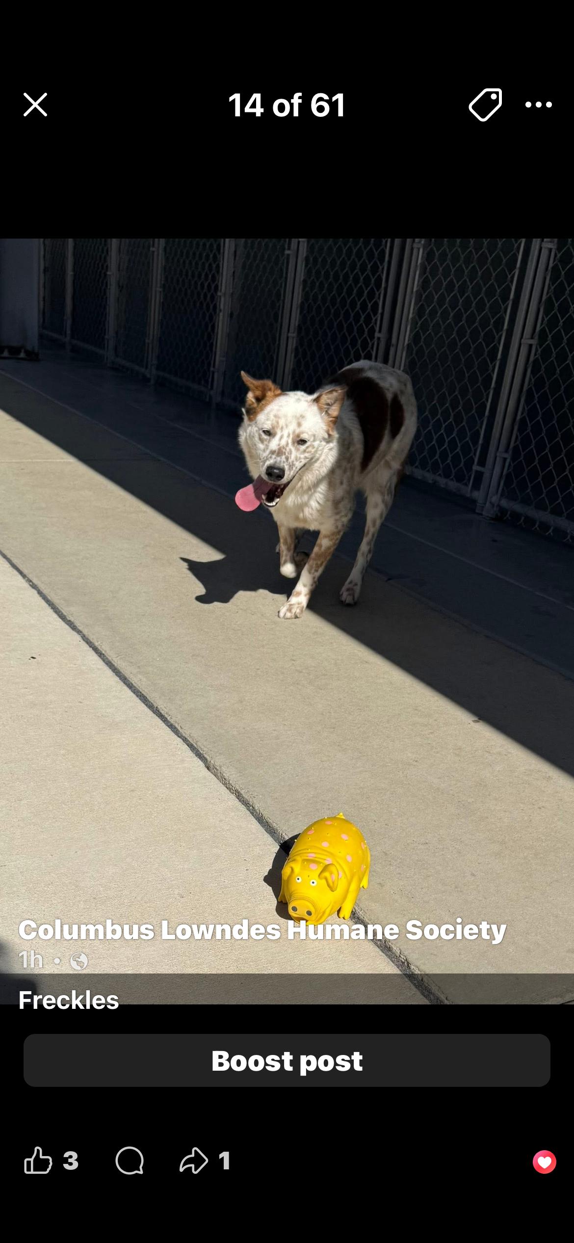Enlarge Freckles, a ADOPTABLE mixed breed in Columbus, MS image 1/1