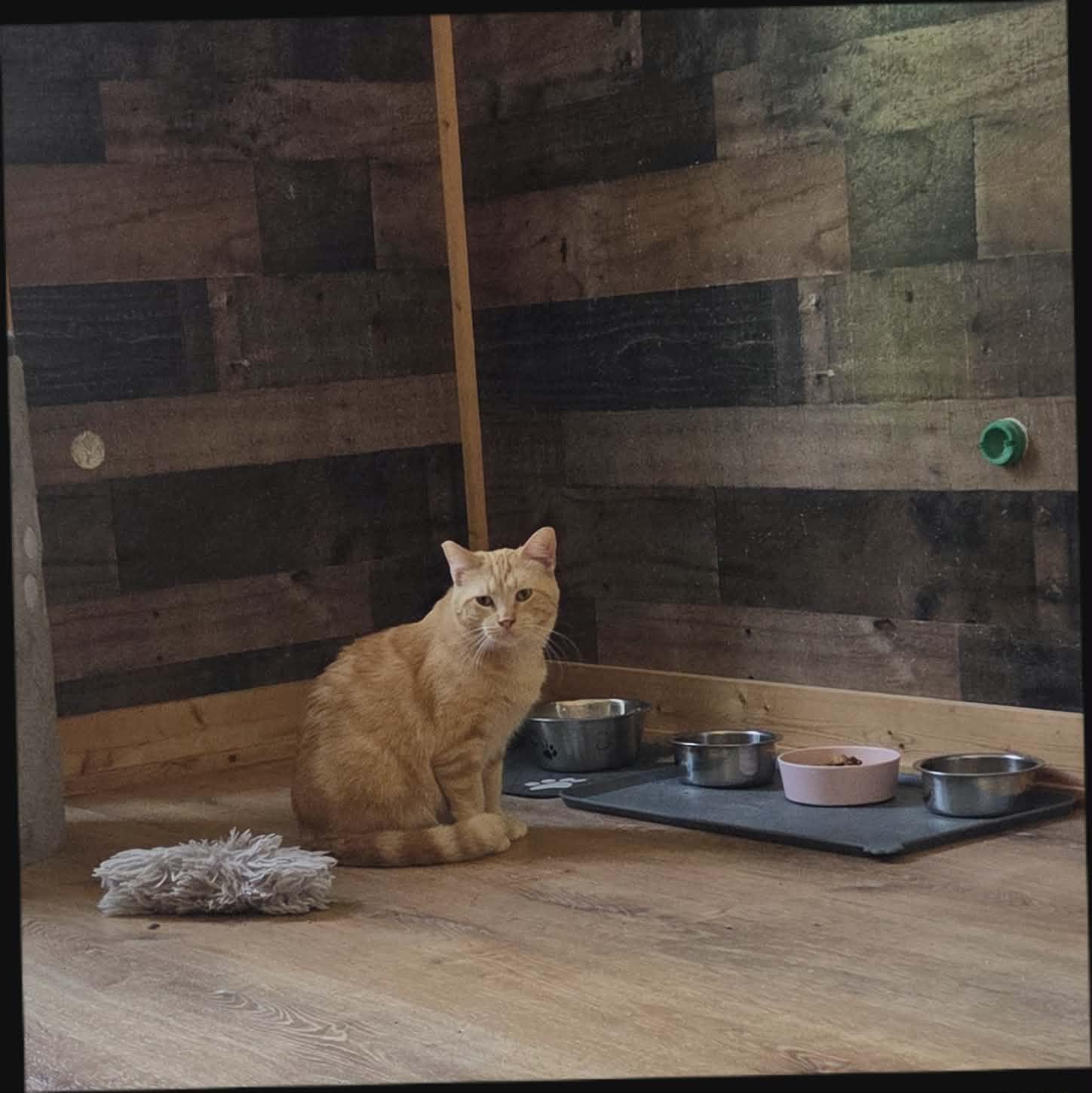 Buttercup, an adoptable Domestic Medium Hair in Bloomsdale, MO image 2/4