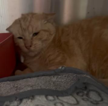 Buttercup, an adoptable Domestic Medium Hair in Bloomsdale, MO image 4/4