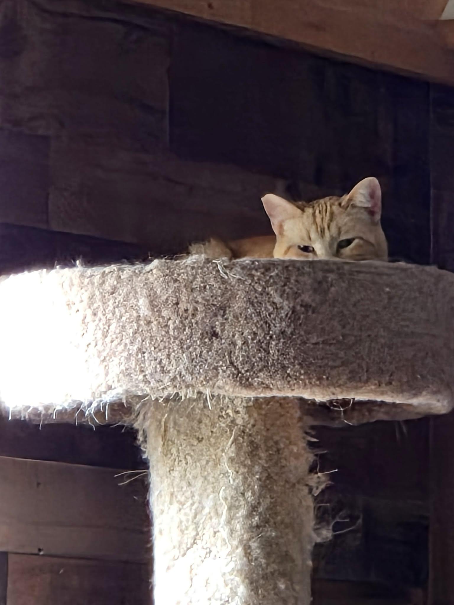 Buttercup, an adoptable Domestic Medium Hair in Bloomsdale, MO image 3/4