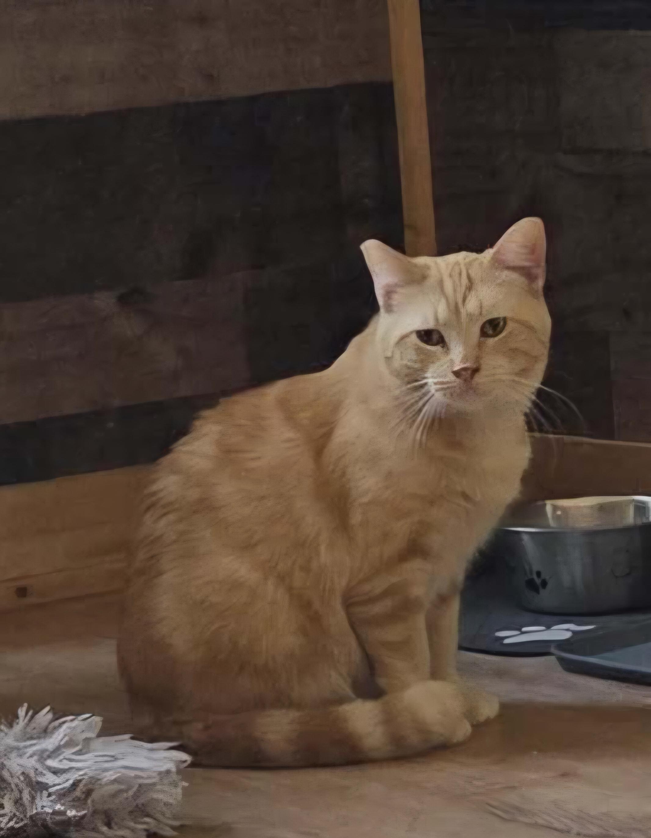 Buttercup, adoptable, Adult Female Domestic Medium Hair.