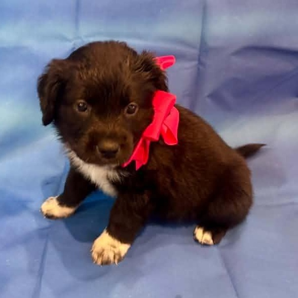 Enlarge Ann Perkins, a Adoptable Mixed Breed in Racine, WI image 3/3