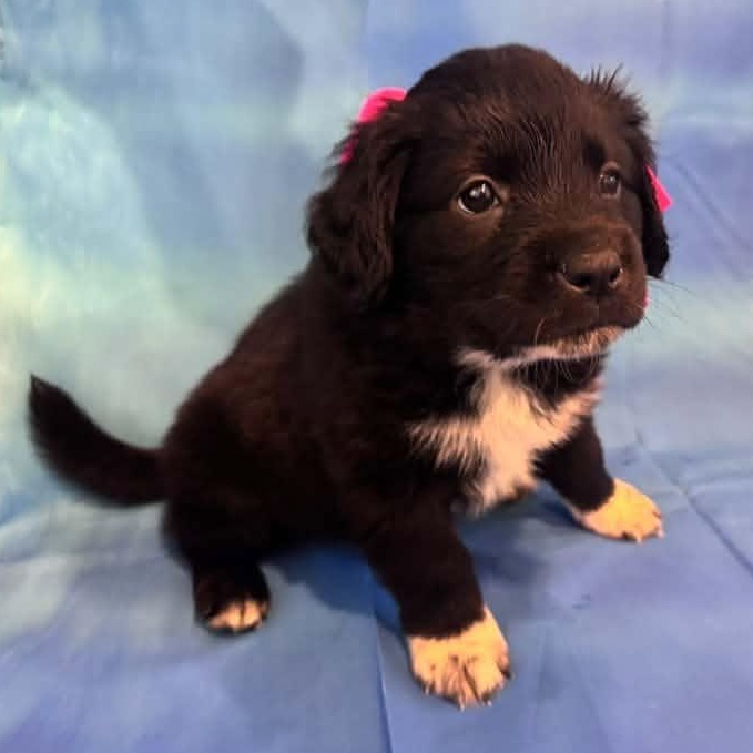 Enlarge Ann Perkins, a Adoptable Mixed Breed in Racine, WI image 2/3