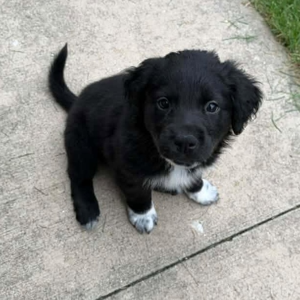 Enlarge Ann Perkins, a Adoptable Mixed Breed in Racine, WI image 1/3