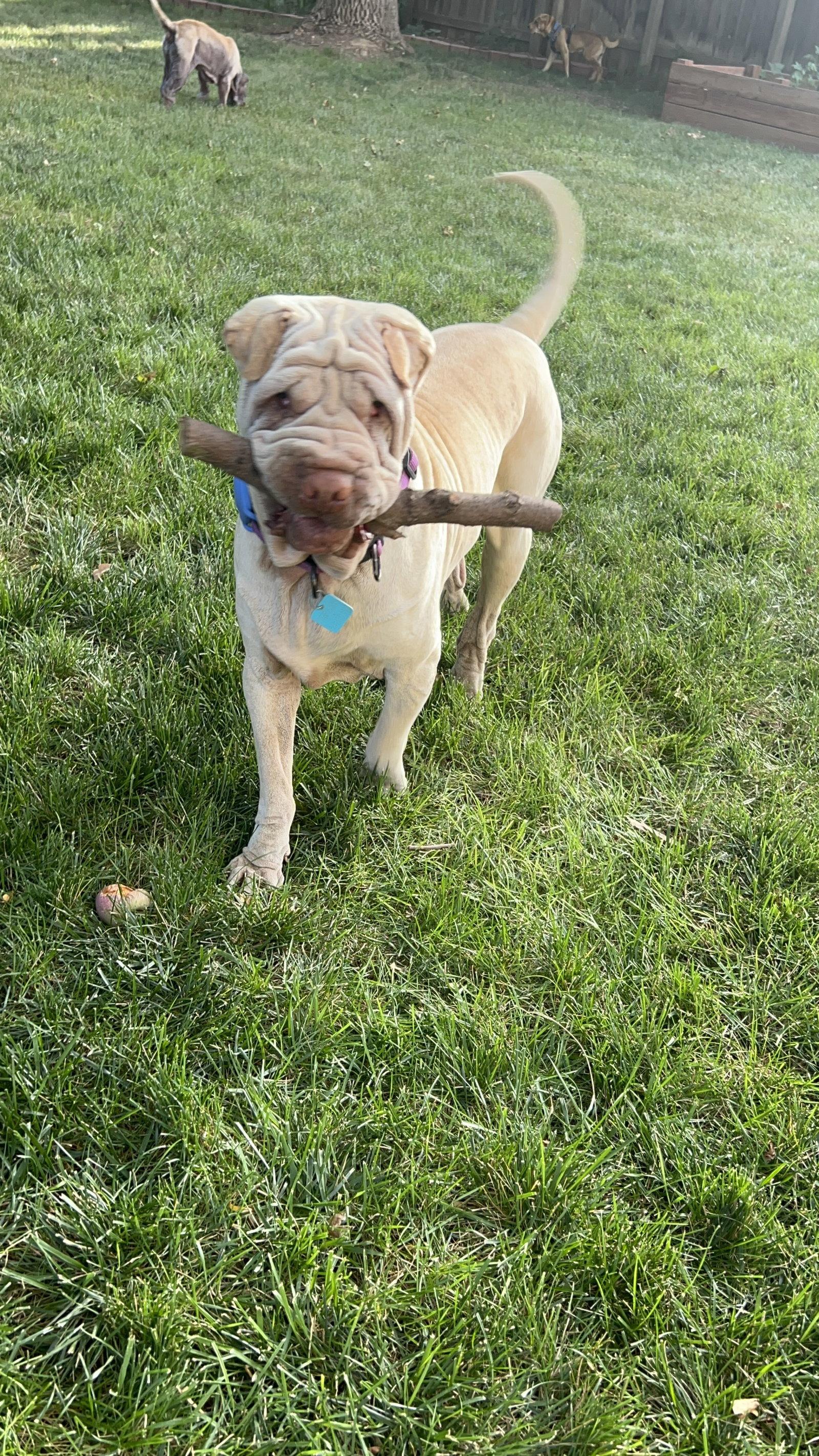 Mani, Adoptable, Adult Male Shar-Pei.