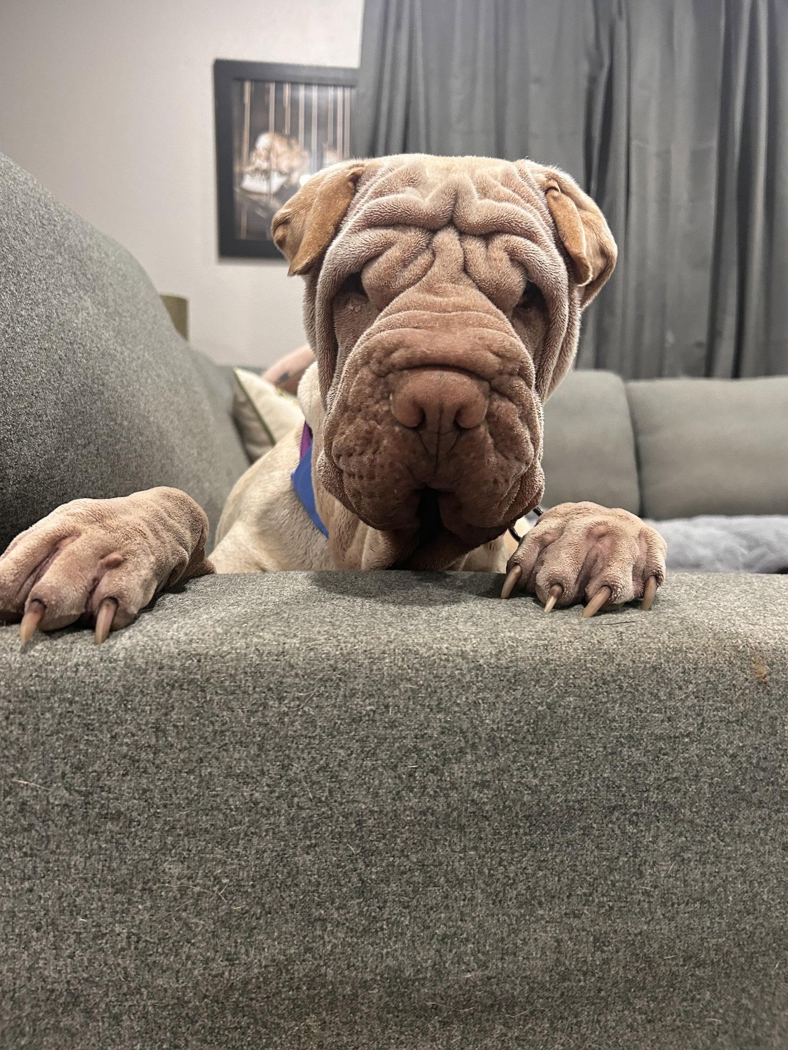 Enlarge Mani, a Adoptable Shar-Pei in Ft Collins, CO image 1/3