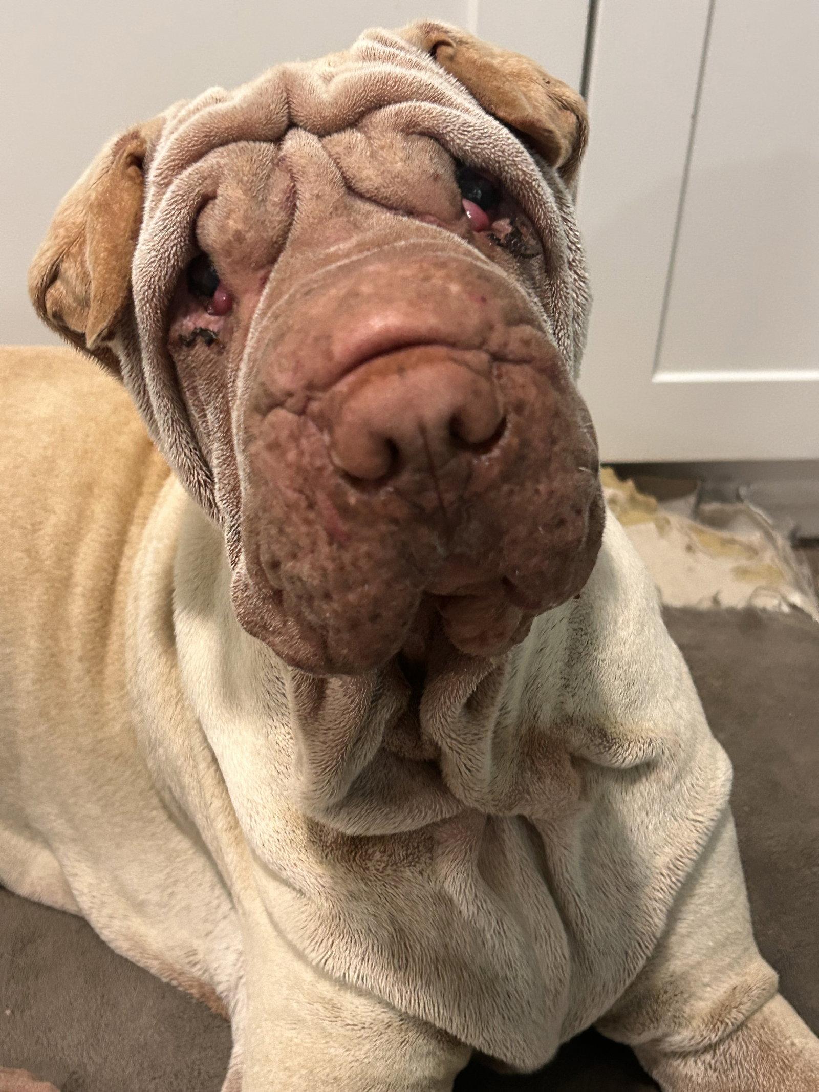 Mani, Adoptable, Adult Male Shar-Pei.