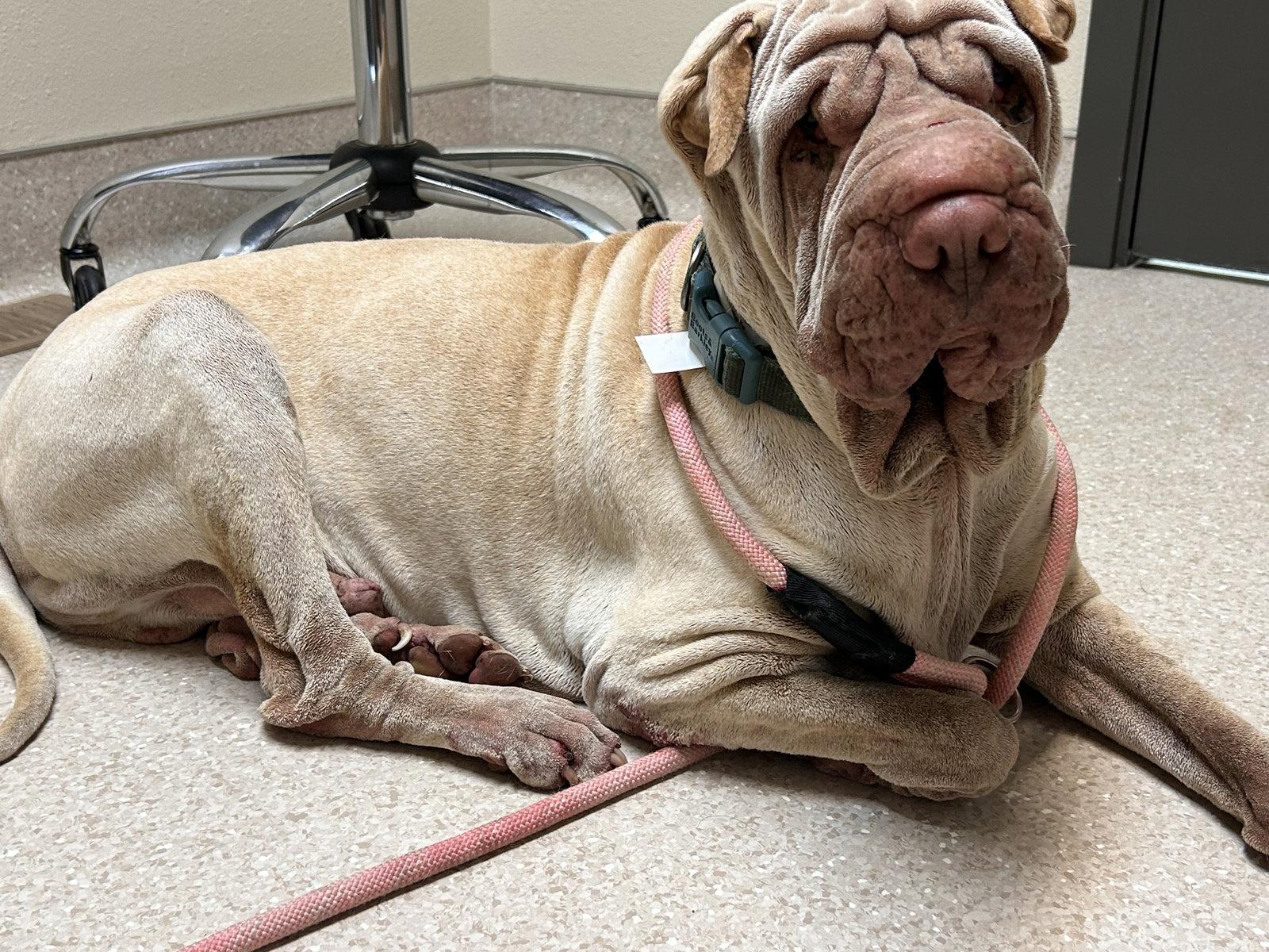Enlarge Mani, a Adoptable Shar-Pei in Ft Collins, CO image 2/3