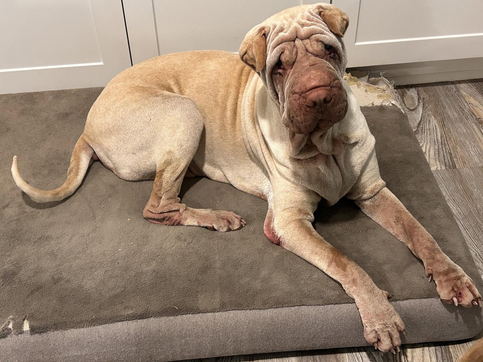 Enlarge Mani, a Adoptable Shar-Pei in Ft Collins, CO image 3/3