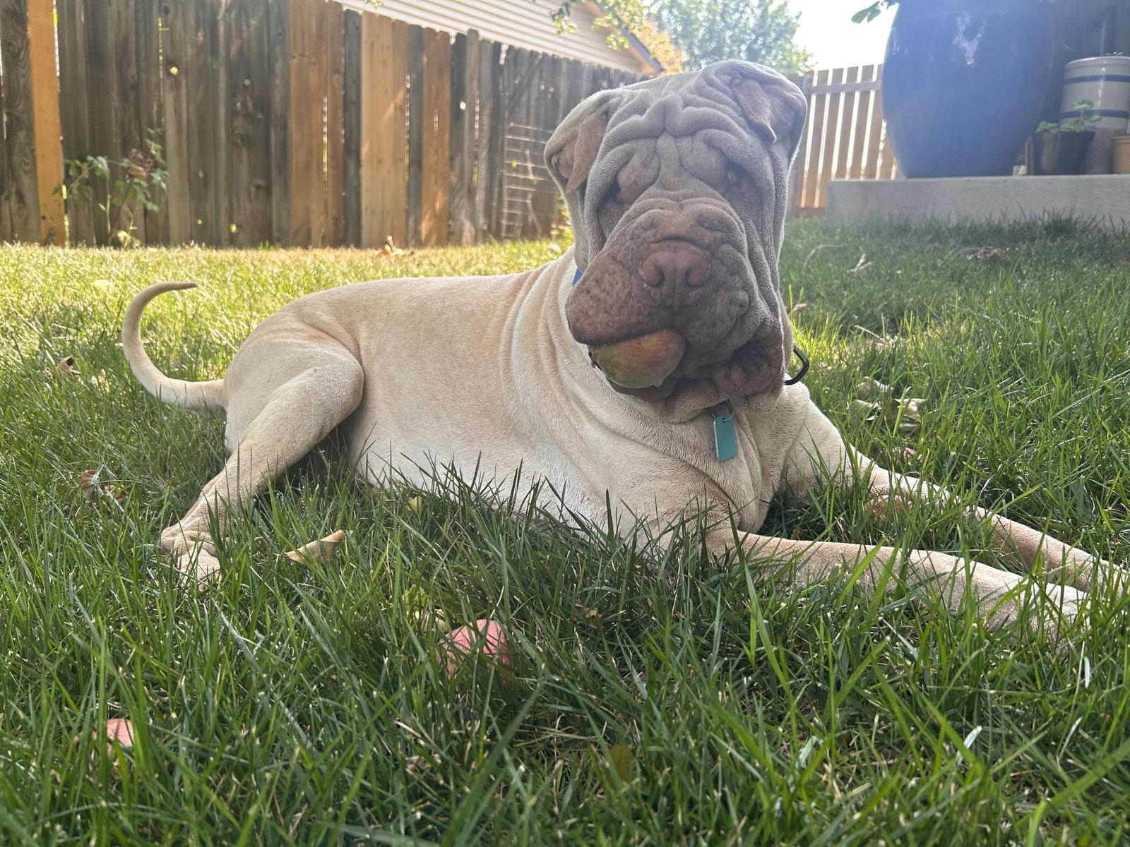 Enlarge Mani, a Adoptable Shar-Pei in Ft Collins, CO image 3/3