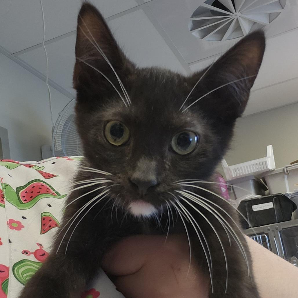Trinket, Adoptable, Kitten Female Domestic Short Hair.