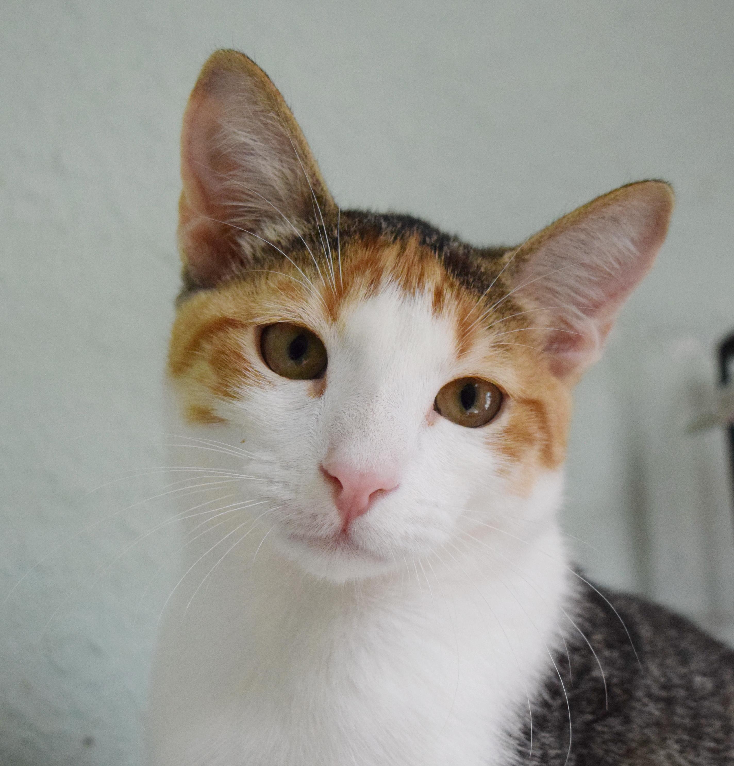 Enlarge Trinity, a Adoptable mixed breed in Bulverde, TX image 5/6