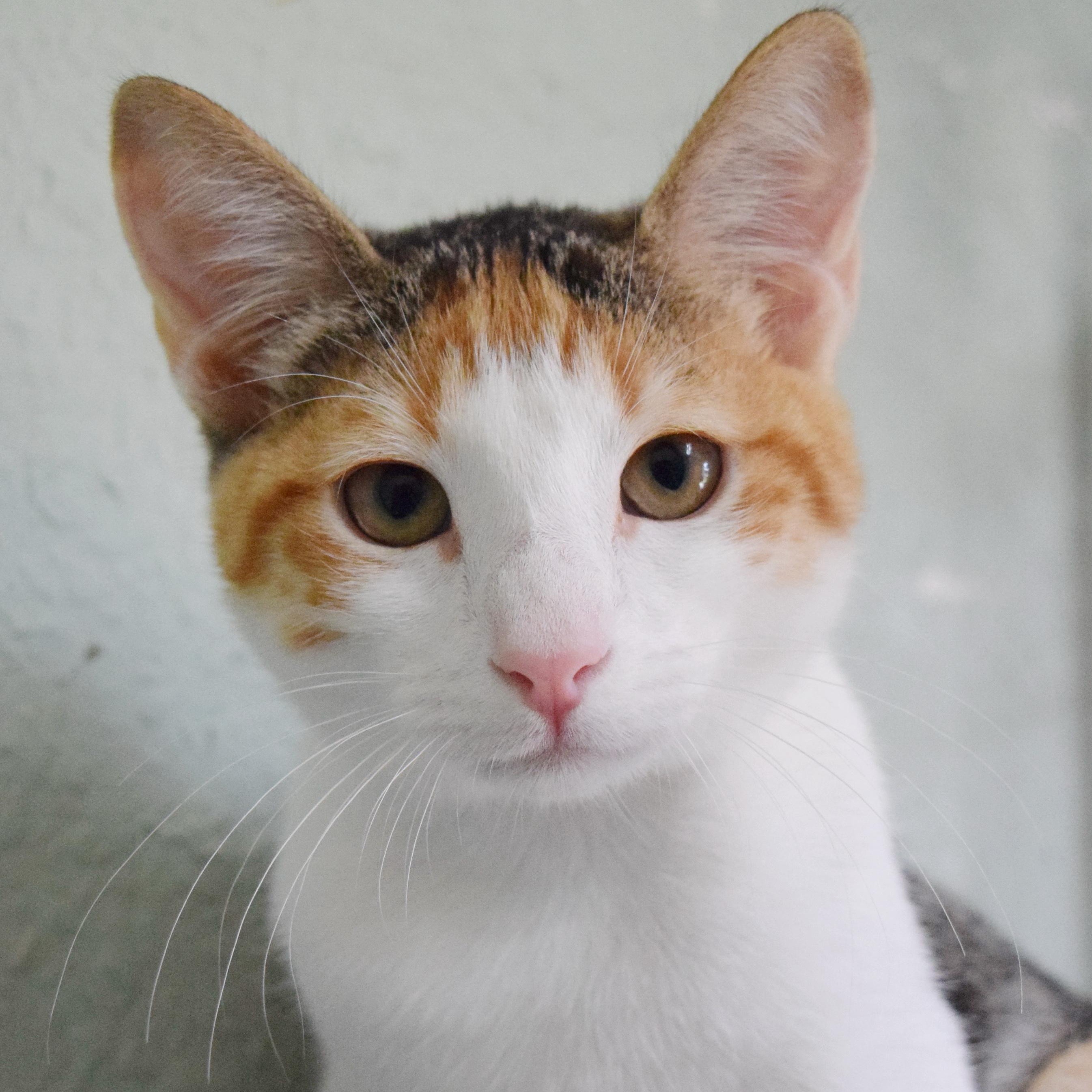 Enlarge Trinity, a Adoptable mixed breed in Bulverde, TX image 3/6
