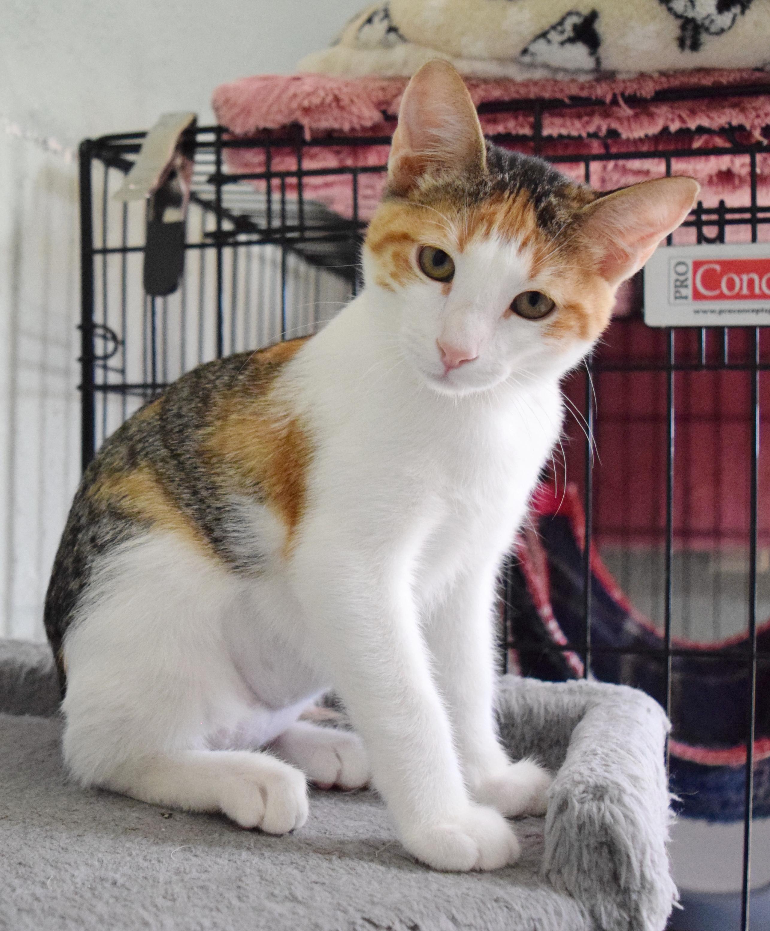 Enlarge Trinity, a Adoptable mixed breed in Bulverde, TX image 4/6