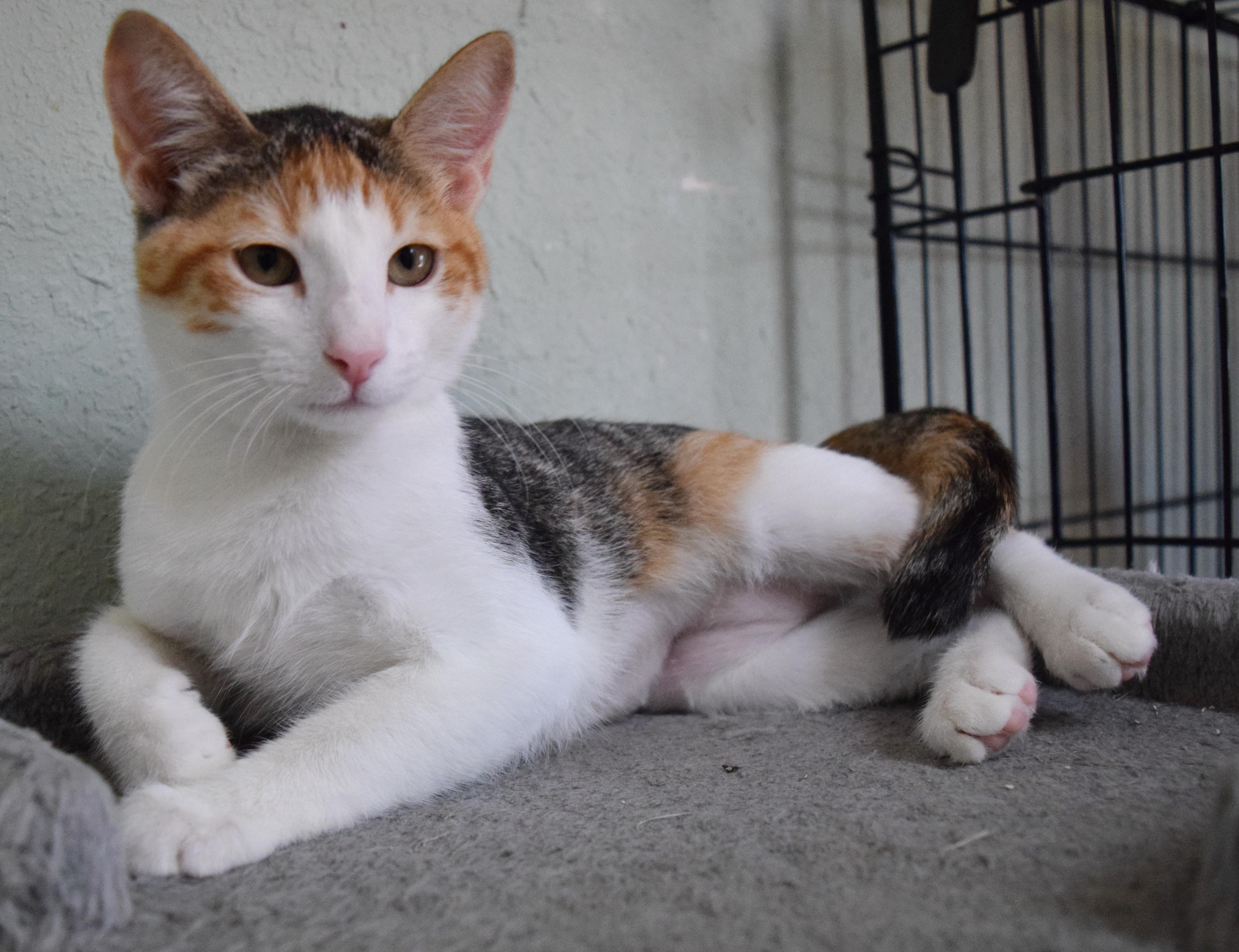 Enlarge Trinity, a Adoptable mixed breed in Bulverde, TX image 6/6