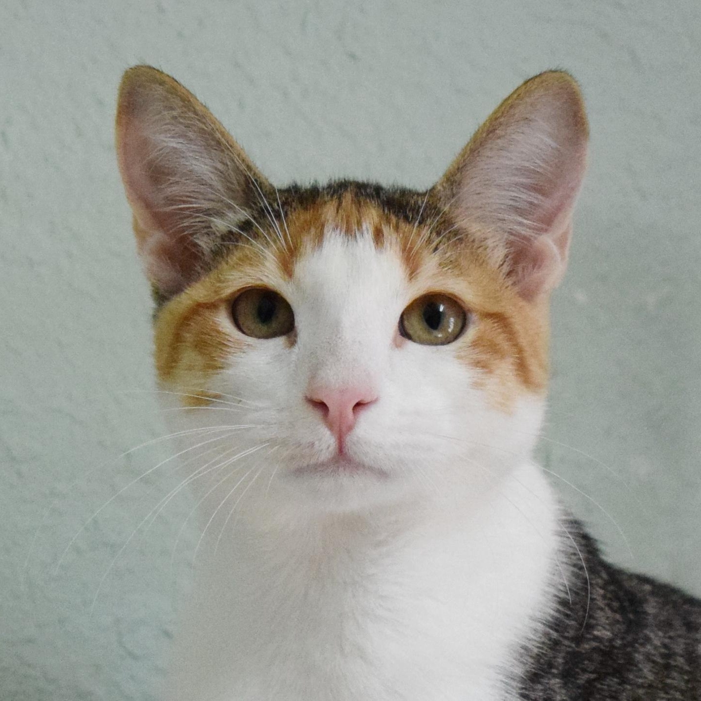 Enlarge Trinity, a Adoptable mixed breed in Bulverde, TX image 1/6