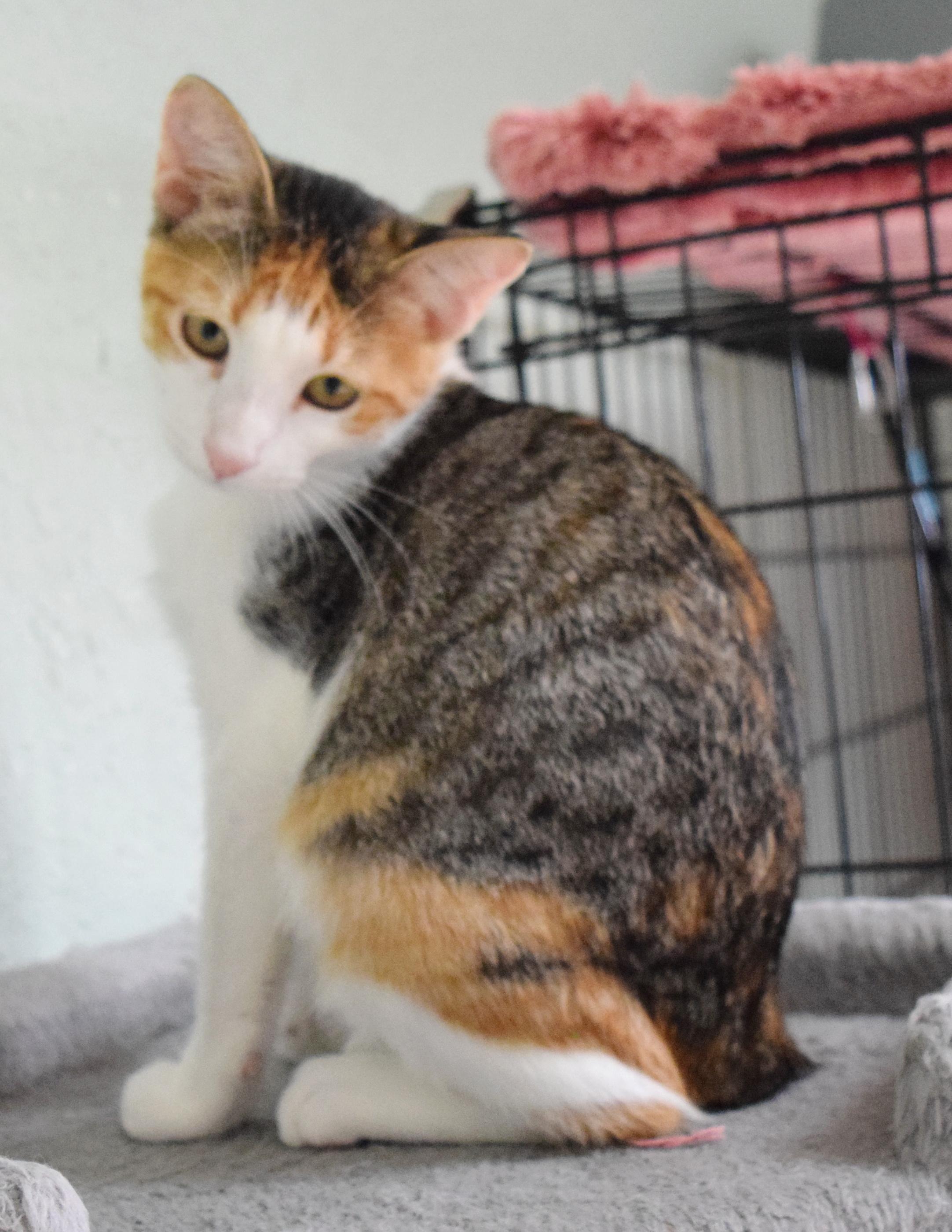 Enlarge Trinity, a Adoptable mixed breed in Bulverde, TX image 2/6