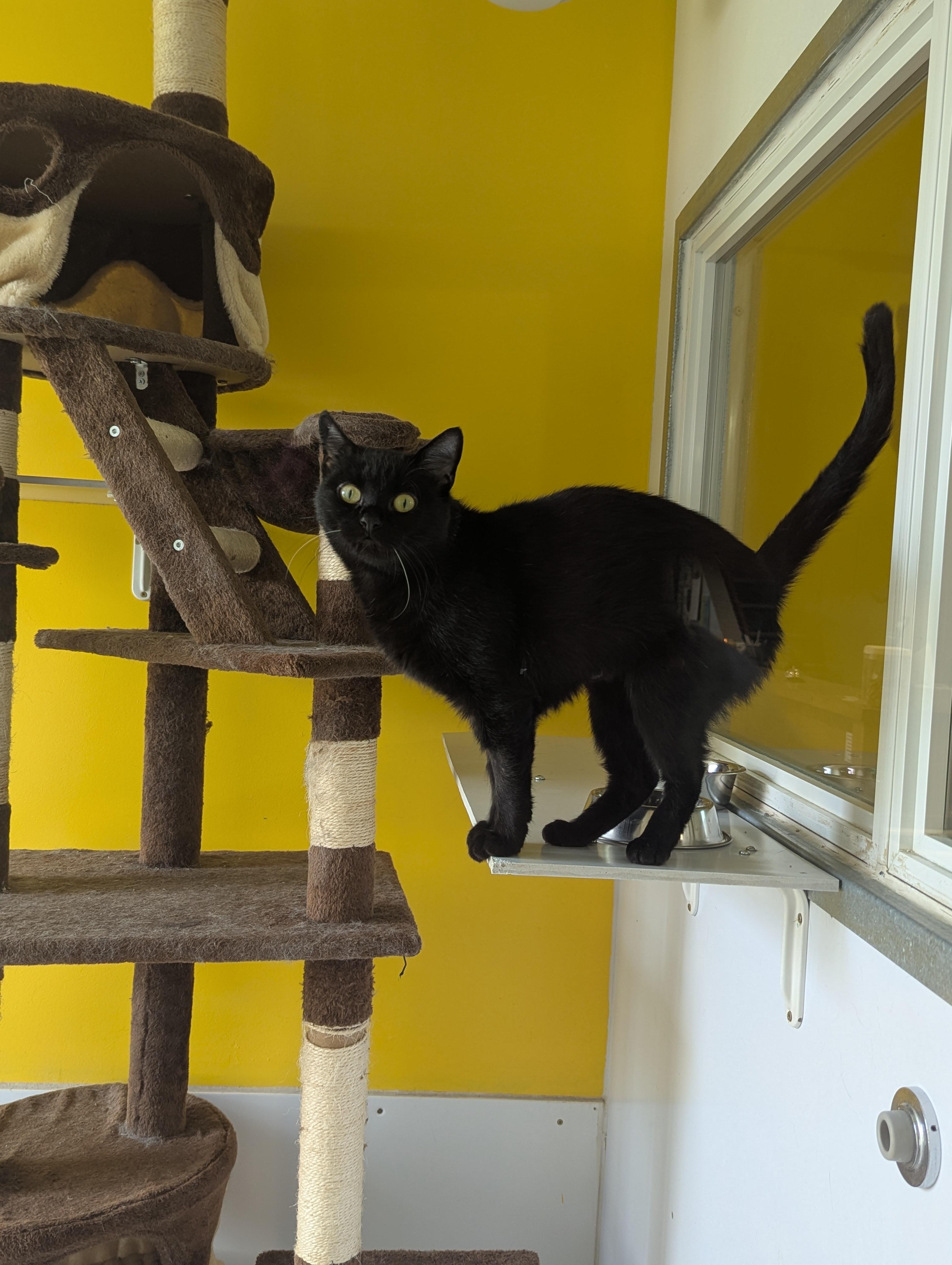 Sable, an adoptable Domestic Short Hair in Morden, MB, R6M 1Y4 | Photo Image 2