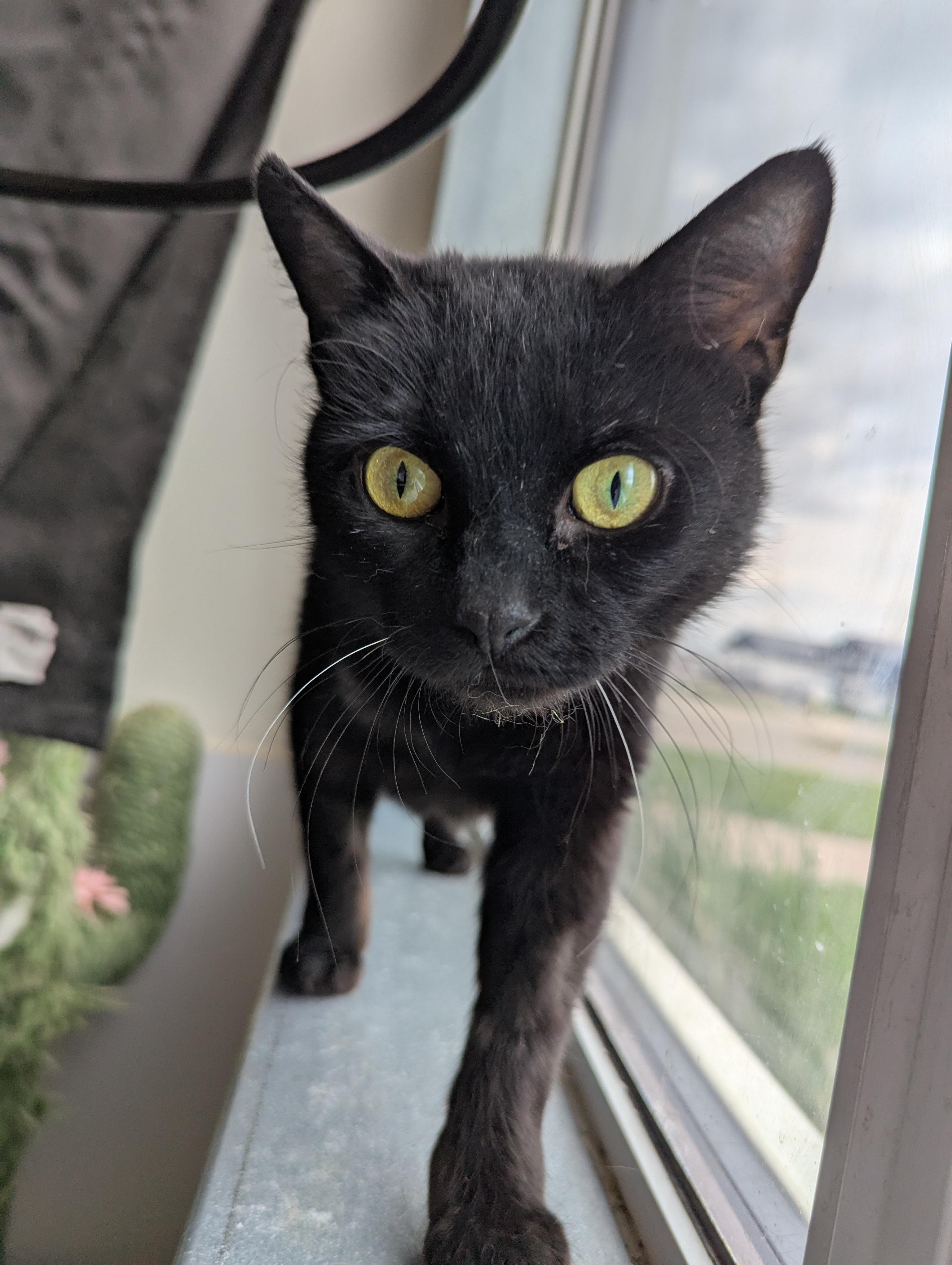Sable, an adoptable Domestic Short Hair in Morden, MB, R6M 1Y4 | Photo Image 1