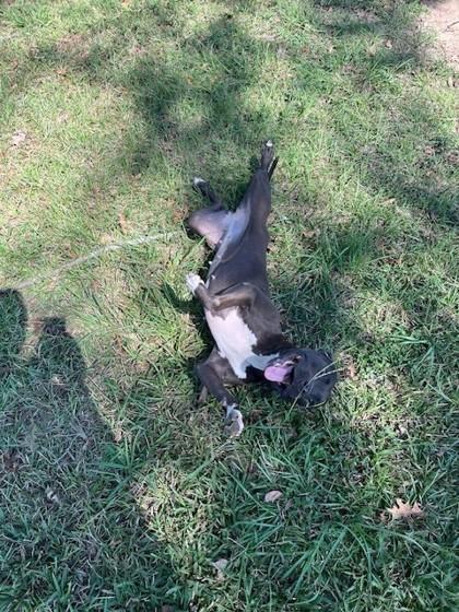 Xena, Adoptable, Young Female Pit Bull Terrier & Mixed Breed.