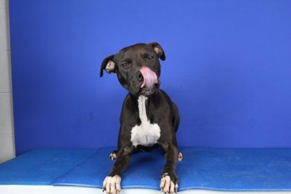 Xena, Adoptable, Young Female Pit Bull Terrier & Mixed Breed.