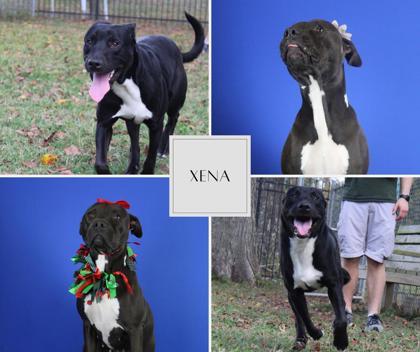 Enlarge Xena, a Adoptable mixed breed in Port Allen, LA image 2/3