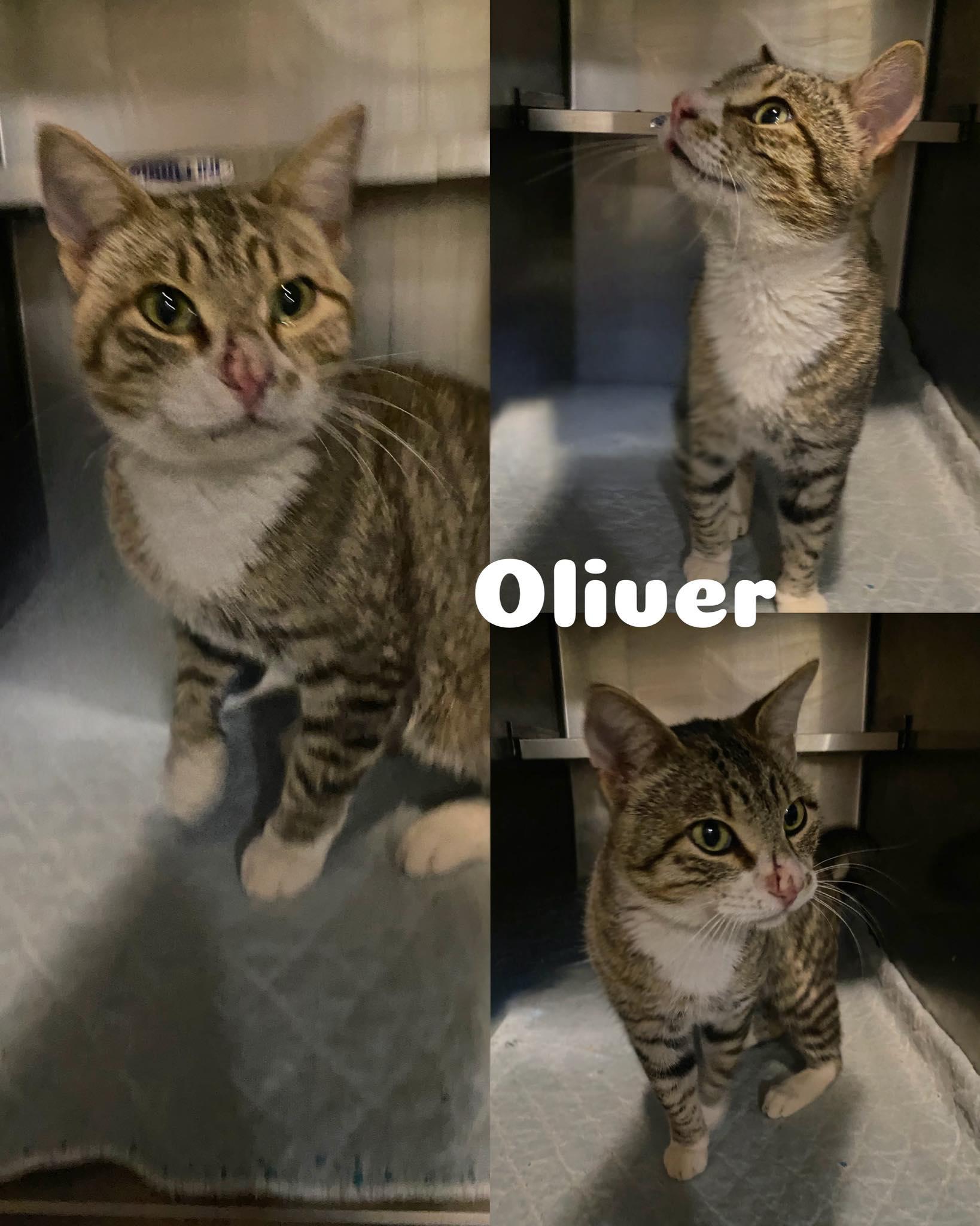 Oliver