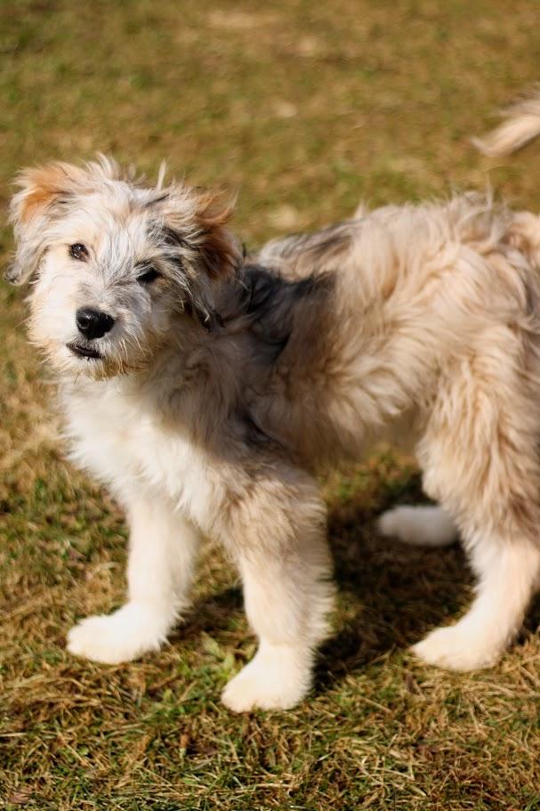 Enlarge Delphine, an adopted mixed breed in Battle Creek, MI image 1/3