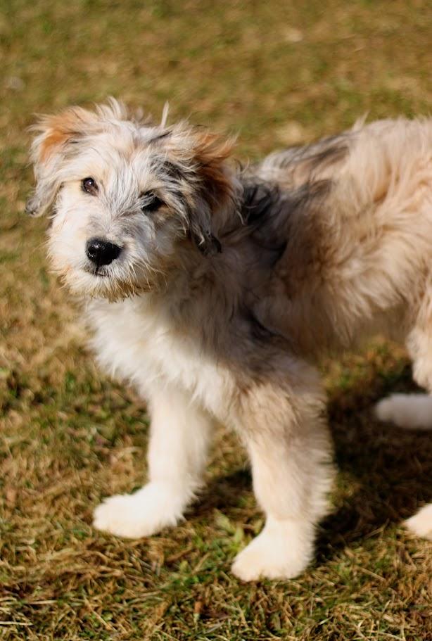 Enlarge Delphine, an adopted mixed breed in Battle Creek, MI image 3/3