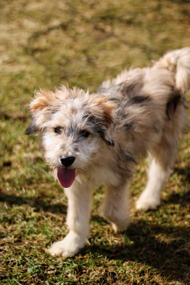 Enlarge Delphine, an adopted mixed breed in Battle Creek, MI image 2/3