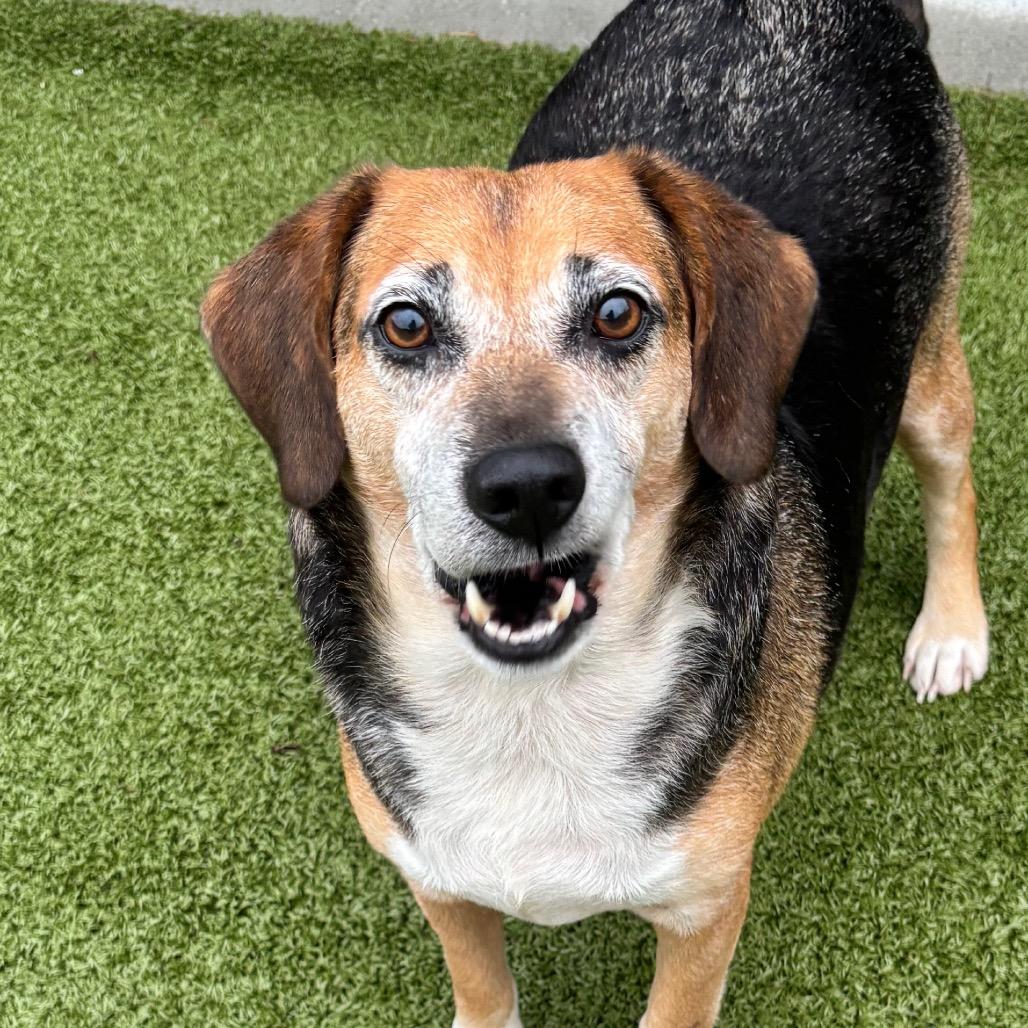 Brutus, Adoptable, Senior Male Beagle.