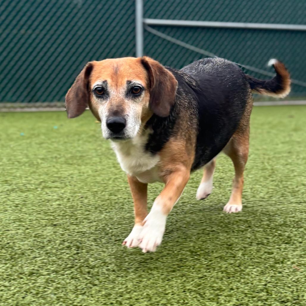 Enlarge Brutus, a Adoptable Beagle in Nashville, IN image 2/4