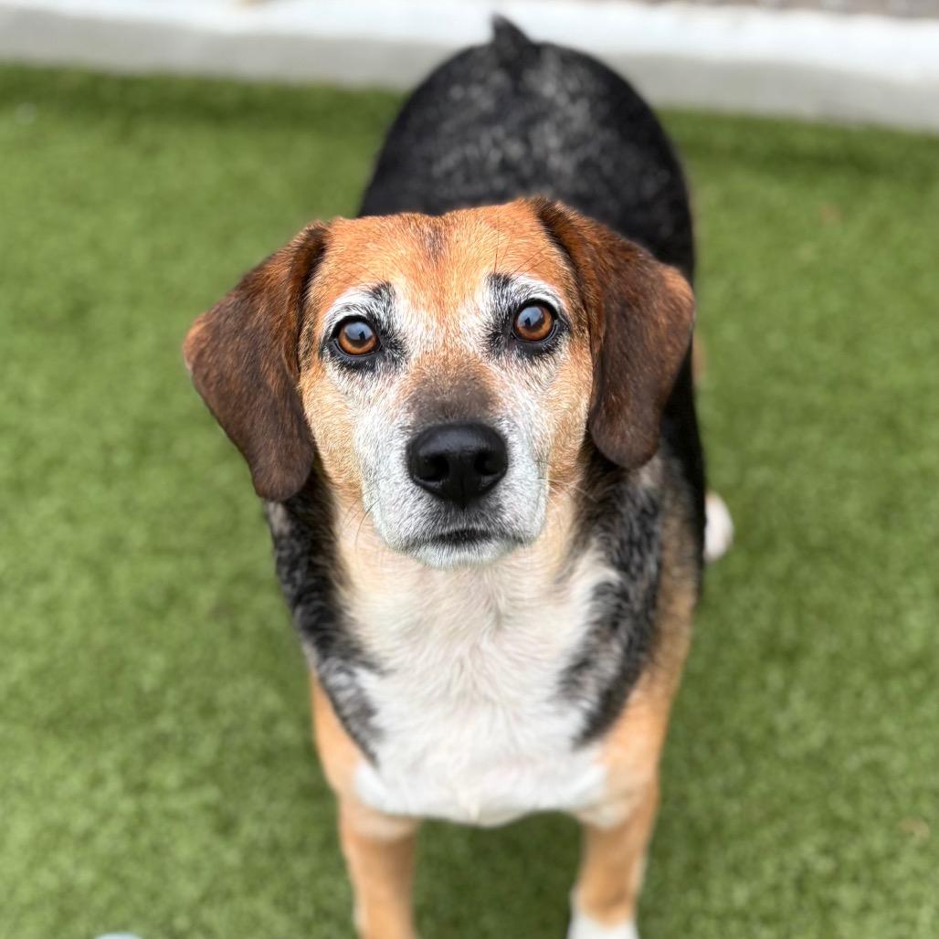 Enlarge Brutus, a Adoptable Beagle in Nashville, IN image 3/4