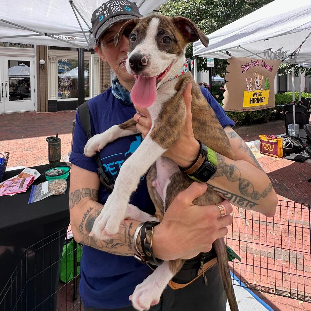 Enlarge Banjo, a Adoptable mixed breed in Potomac, MD image 1/6