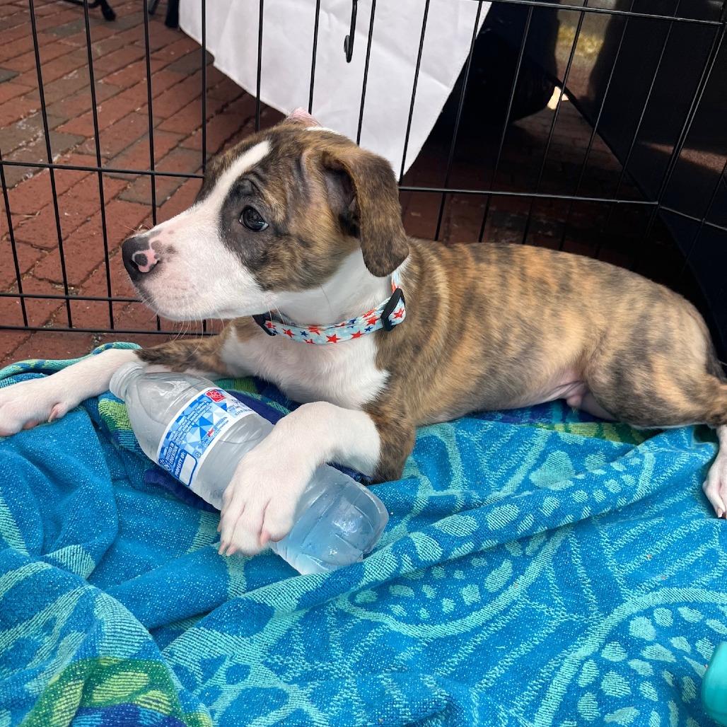 Enlarge Banjo, a Adoptable mixed breed in Potomac, MD image 2/6