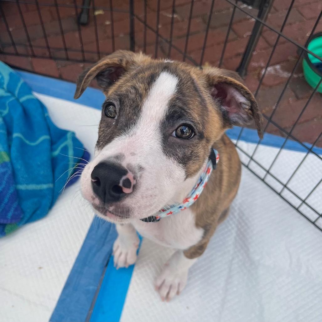 Enlarge Banjo, a Adoptable mixed breed in Potomac, MD image 3/6