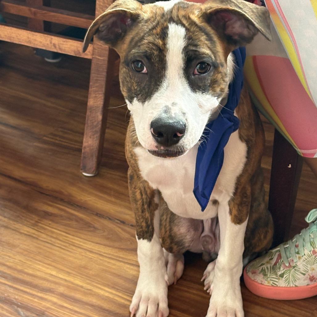 Banjo, a Adoptable mixed breed in Potomac, MD image 3/6