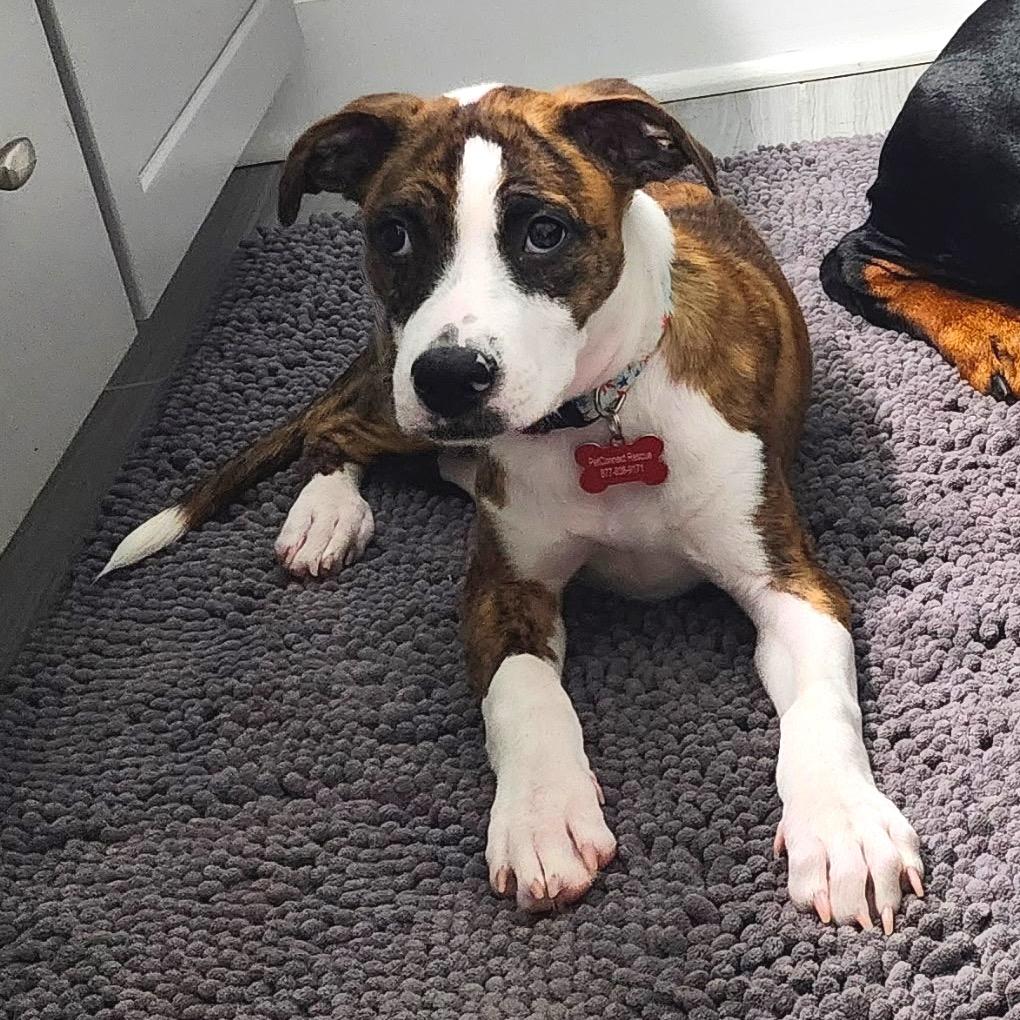 Banjo, a Adoptable mixed breed in Potomac, MD image 4/6