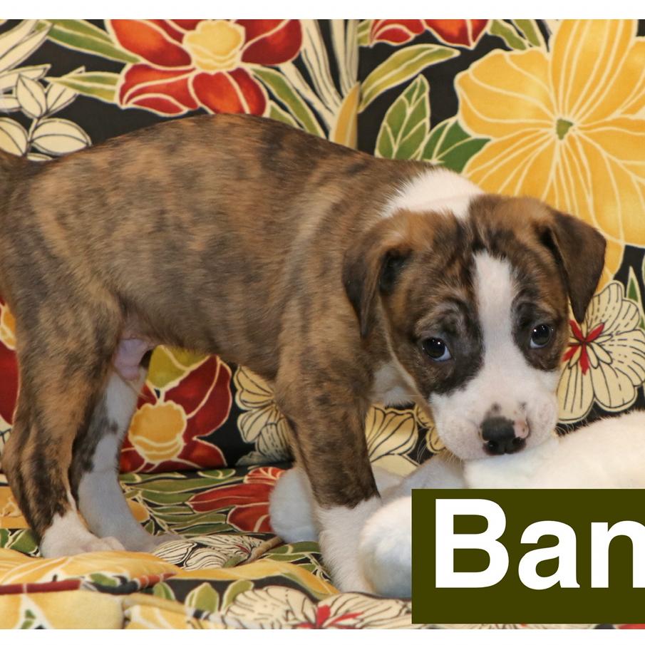 Enlarge Banjo, a Adoptable mixed breed in Potomac, MD image 4/6