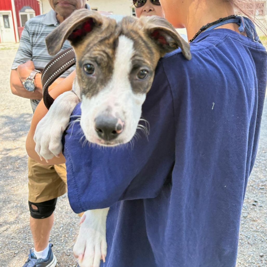 Enlarge Banjo, a Adoptable mixed breed in Potomac, MD image 6/6