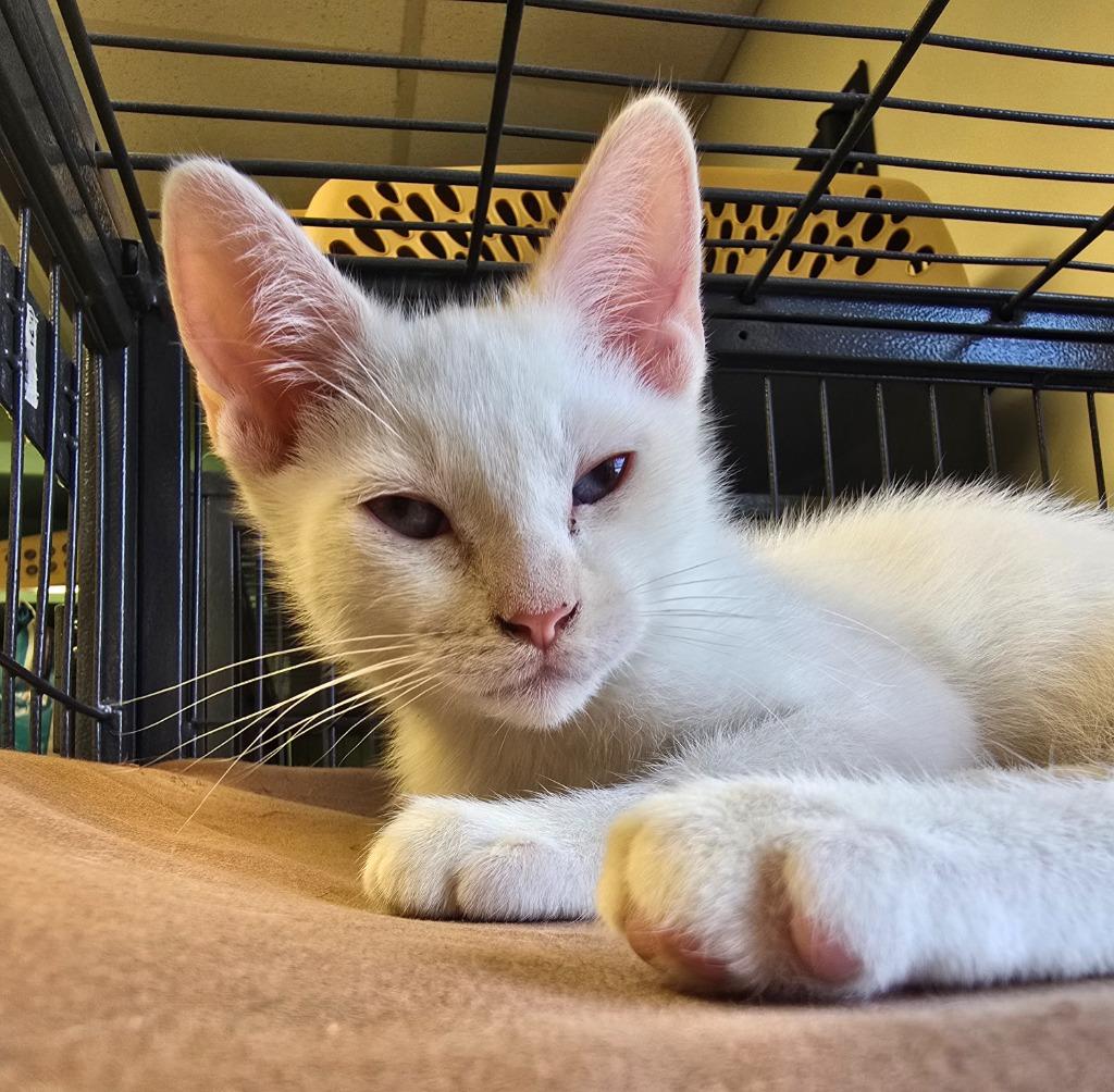 Boo Thang, Adopted, Kitten Male Domestic Short Hair.