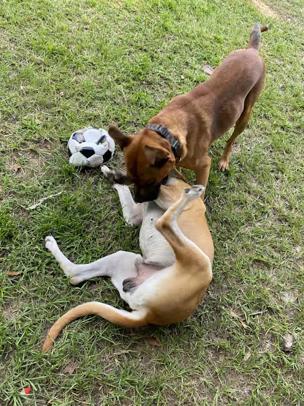 Tyson, Adoptable, Adult Male Boxer & Pit Bull Terrier.