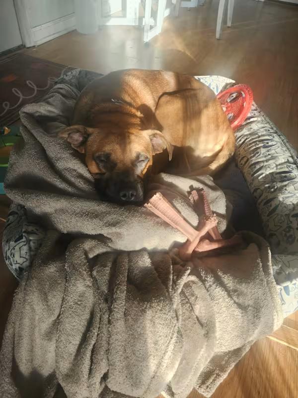 Tyson, a Adoptable mixed breed in Burgaw, NC image 3/4